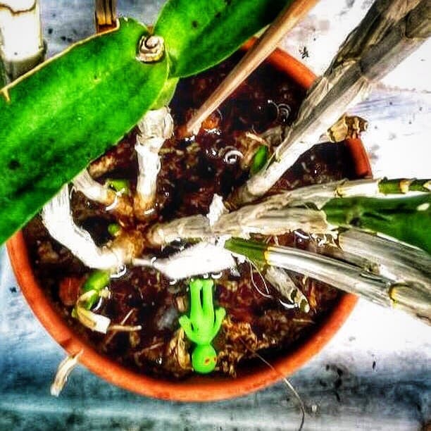 Alien plant life