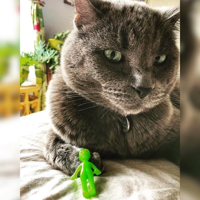 Techno Kitty