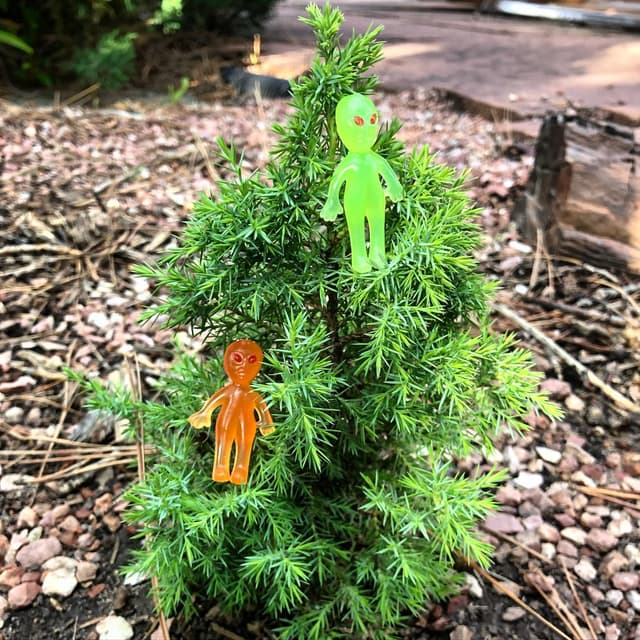 Treeliens