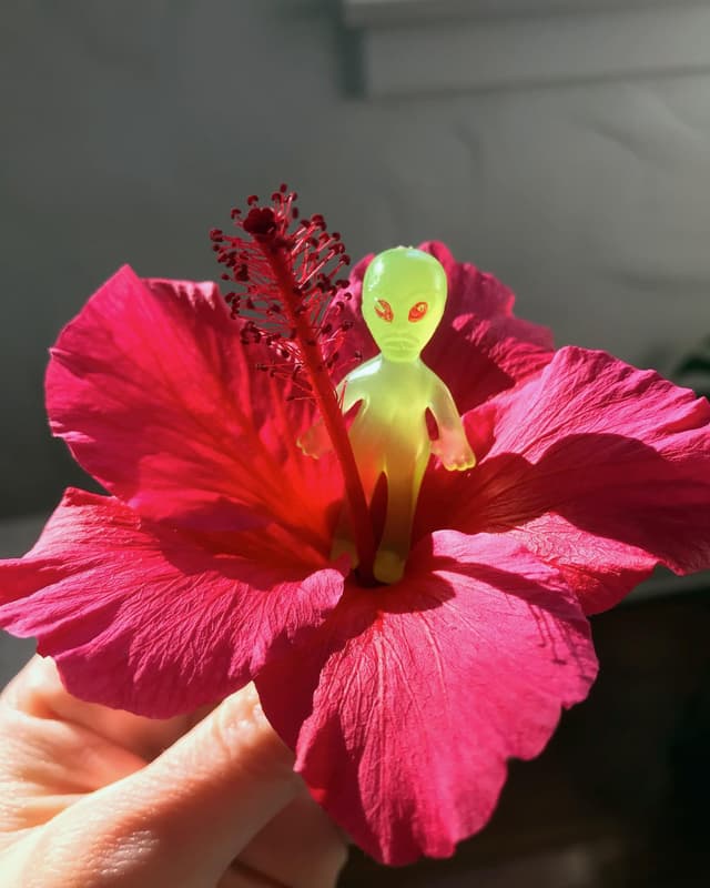 Hibiscus Alien 👽🌺
