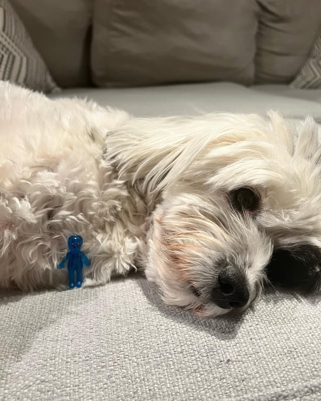 Koko alien