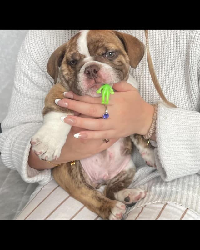 Puppy alien 🐶👽