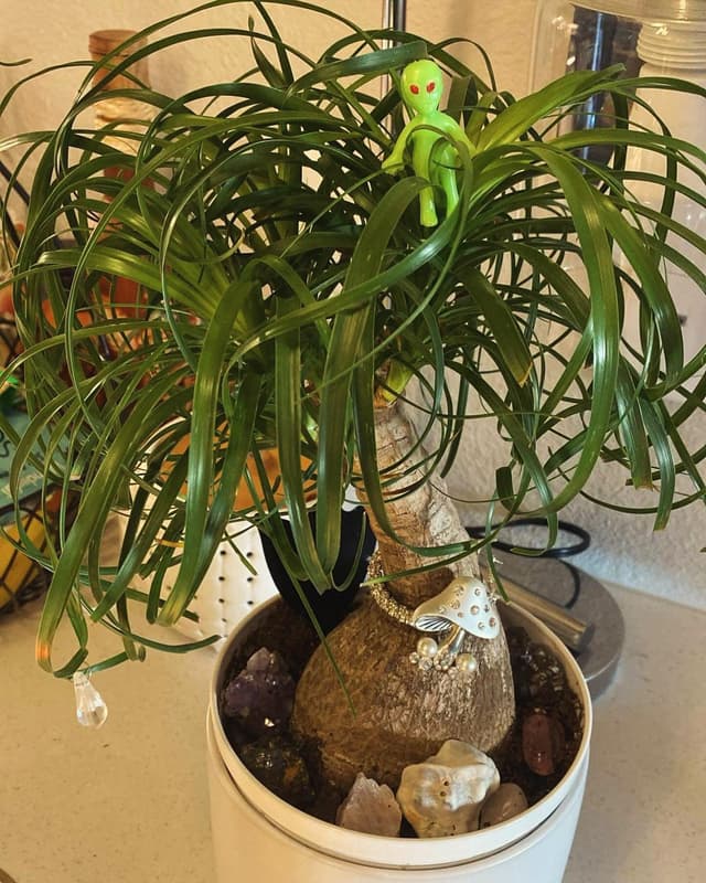 Pony Tail Palm Tree alien 🌴👽- Denver, Colorado