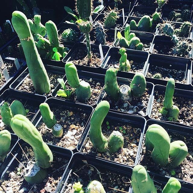 Cactus alien