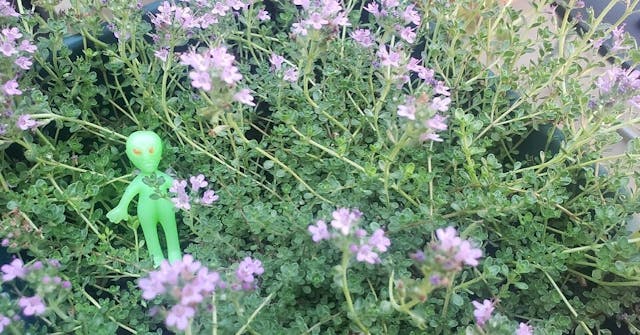 Alien in a field of pink thyme