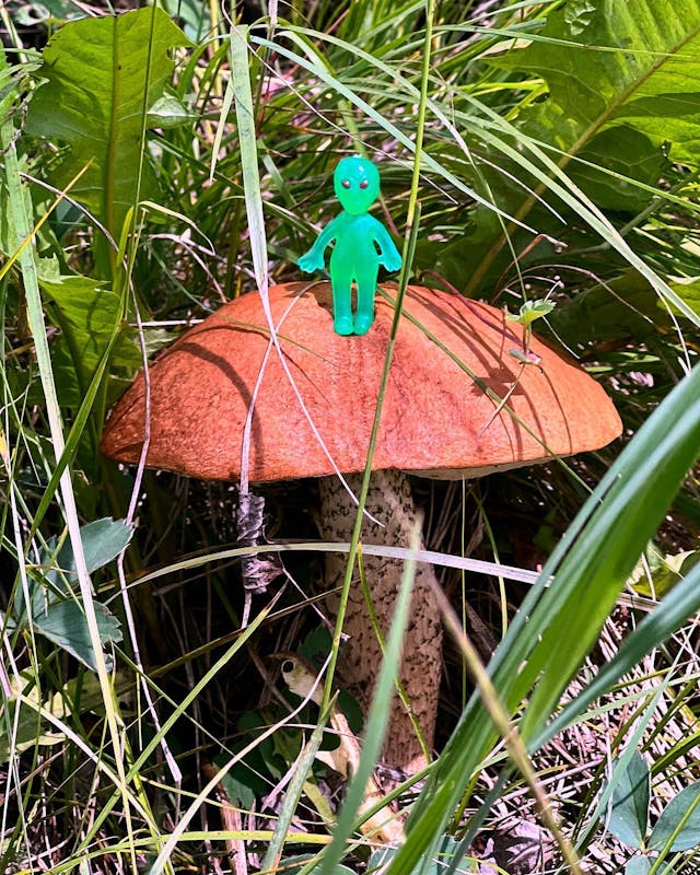 Mushroom alien 🍄👽